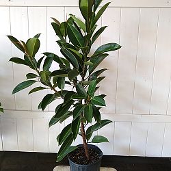 Ficus elastica decora ‘Compacta’ Ficus elastica decora ‘Compacta’