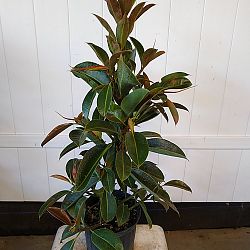 Ficus elastica decora ‘Compacta’ Ficus elastica decora ‘Compacta’