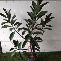 Ficus elastica decora ‘Compacta’ Ficus elastica decora ‘Compacta’