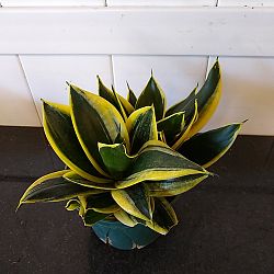 Sansevieria trifasciata 'Hahnii Black Gold' Sansevieria trifasciata 'Hahnii Black Gold'