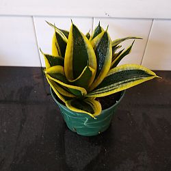 Sansevieria trifasciata 'Hahnii Black Gold' Sansevieria trifasciata 'Hahnii Black Gold'