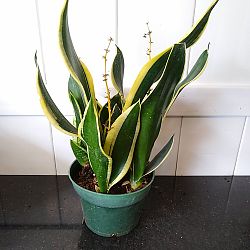 Sansevieria trifasciata 'Hahnii Black Gold' Sansevieria trifasciata 'Hahnii Black Gold'