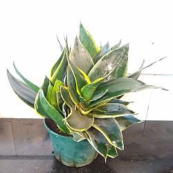 Sansevieria trifasciata 'Hahnii Black Gold' Sansevieria trifasciata 'Hahnii Black Gold'