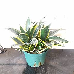 Sansevieria trifasciata 'Hahnii Black Gold' Sansevieria trifasciata 'Hahnii Black Gold'