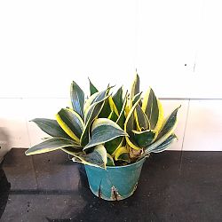 Sansevieria trifasciata 'Hahnii Black Gold' Sansevieria trifasciata 'Hahnii Black Gold'