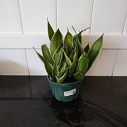 Sansevieria trifasciata 'Night Owl' Sansevieria trifasciata 'Night Owl'