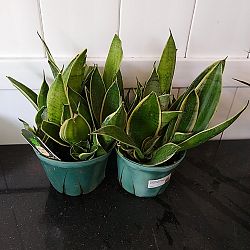 Sansevieria trifasciata 'Night Owl' Sansevieria trifasciata 'Night Owl'