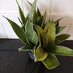 Sansevieria trifasciata 'Night Owl' Sansevieria trifasciata 'Night Owl'