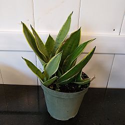 Sansevieria trifasciata 'Night Owl' Sansevieria trifasciata 'Night Owl'