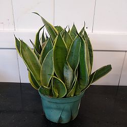 Sansevieria trifasciata 'Night Owl' Sansevieria trifasciata 'Night Owl'