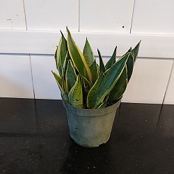 Sansevieria trifasciata 'Night Owl' Sansevieria trifasciata 'Night Owl'