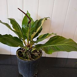 Anthurium 'Thai Ruby' Anthurium 'Thai Ruby'