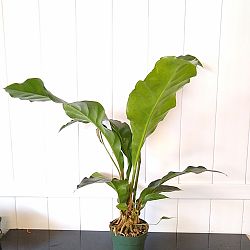 Anthurium 'Thai Ruby' Anthurium 'Thai Ruby'