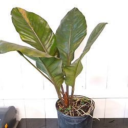 Anthurium 'Thai Ruby' Anthurium 'Thai Ruby'