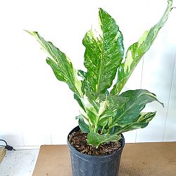 Anthurium 'Thai Ruby' Anthurium 'Thai Ruby'