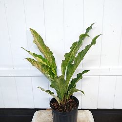 Anthurium 'Thai Ruby' Anthurium 'Thai Ruby'