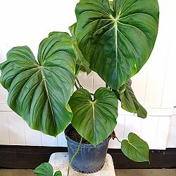 Philodendron Pastazanum Philodendron Pastazanum