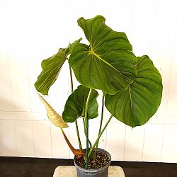 Philodendron Pastazanum Philodendron Pastazanum