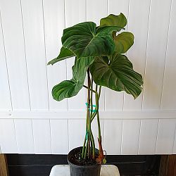 Philodendron Pastazanum Philodendron Pastazanum