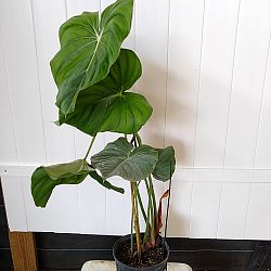Philodendron Pastazanum Philodendron Pastazanum