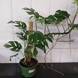 Variegated Monstera Ginny Variegated Monstera Ginny