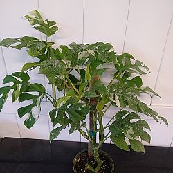 Variegated Monstera Ginny Variegated Monstera Ginny