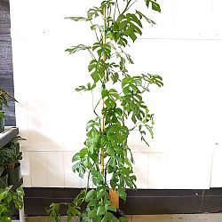 Variegated Monstera Ginny Variegated Monstera Ginny