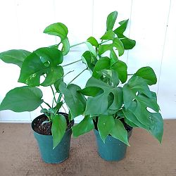 Variegated Monstera Ginny Variegated Monstera Ginny