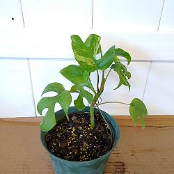 Variegated Monstera Ginny Variegated Monstera Ginny