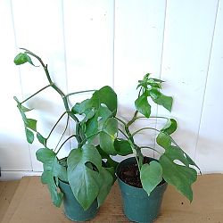 Variegated Monstera Ginny Variegated Monstera Ginny
