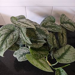 Silver Satin Scindapsus Silver Satin Scindapsus