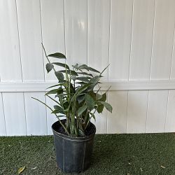 ZZ Plant - Natural Form ZZ Plant - Natural Form