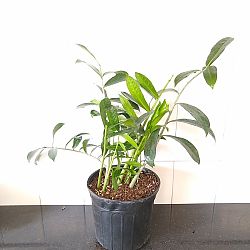 ZZ Plant - Natural Form ZZ Plant - Natural Form