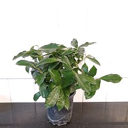 ZZ Plant - Natural Form ZZ Plant - Natural Form