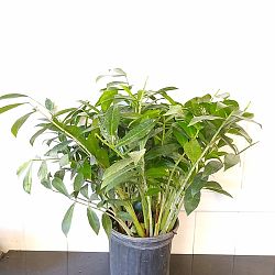 ZZ Plant - Natural Form ZZ Plant - Natural Form