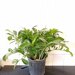 ZZ Plant - Natural Form ZZ Plant - Natural Form