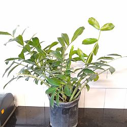 ZZ Plant - Natural Form ZZ Plant - Natural Form