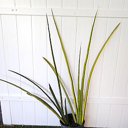 Sansevieria 'Alva' Sansevieria 'Alva'