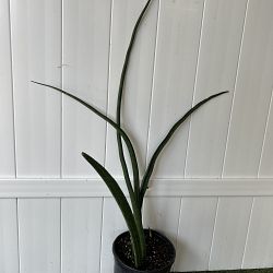 Sansevieria 'Alva' Sansevieria 'Alva'