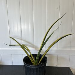 Sansevieria 'Alva' Sansevieria 'Alva'
