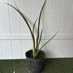 Sansevieria 'Alva' Sansevieria 'Alva'
