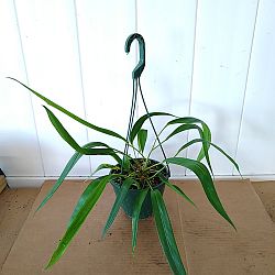 Anthurium Friedrichstahlii Anthurium Friedrichstahlii