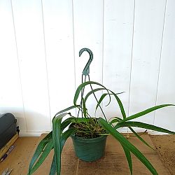 Anthurium Friedrichstahlii Anthurium Friedrichstahlii