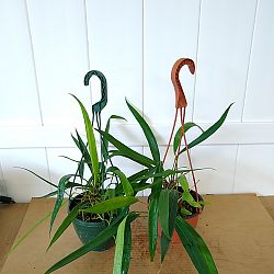 Anthurium Friedrichstahlii Anthurium Friedrichstahlii