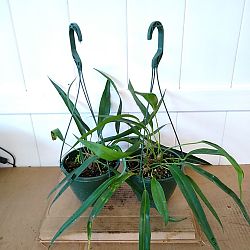 Anthurium Friedrichstahlii Anthurium Friedrichstahlii