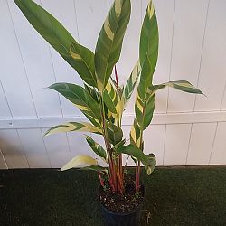 Heliconia psittacorum 'Lady Di Variegata' Heliconia psittacorum 'Lady Di Variegata'