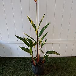 Heliconia psittacorum 'Lady Di Variegata' Heliconia psittacorum 'Lady Di Variegata'