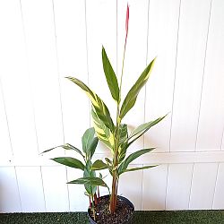 Heliconia psittacorum 'Lady Di Variegata' Heliconia psittacorum 'Lady Di Variegata'