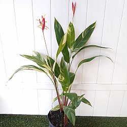 Heliconia psittacorum 'Lady Di Variegata' Heliconia psittacorum 'Lady Di Variegata'