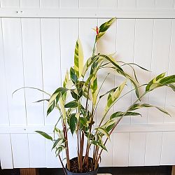 Heliconia psittacorum 'Lady Di Variegata' Heliconia psittacorum 'Lady Di Variegata'